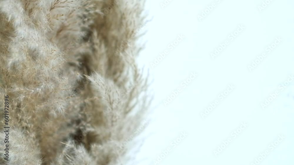 Pampas grass swaying by wind. Close-up fluffy branches. Neutral background with copy space. Pampas grass swaying by wind. Close-up fluffy branches. Neutral background with copy space.