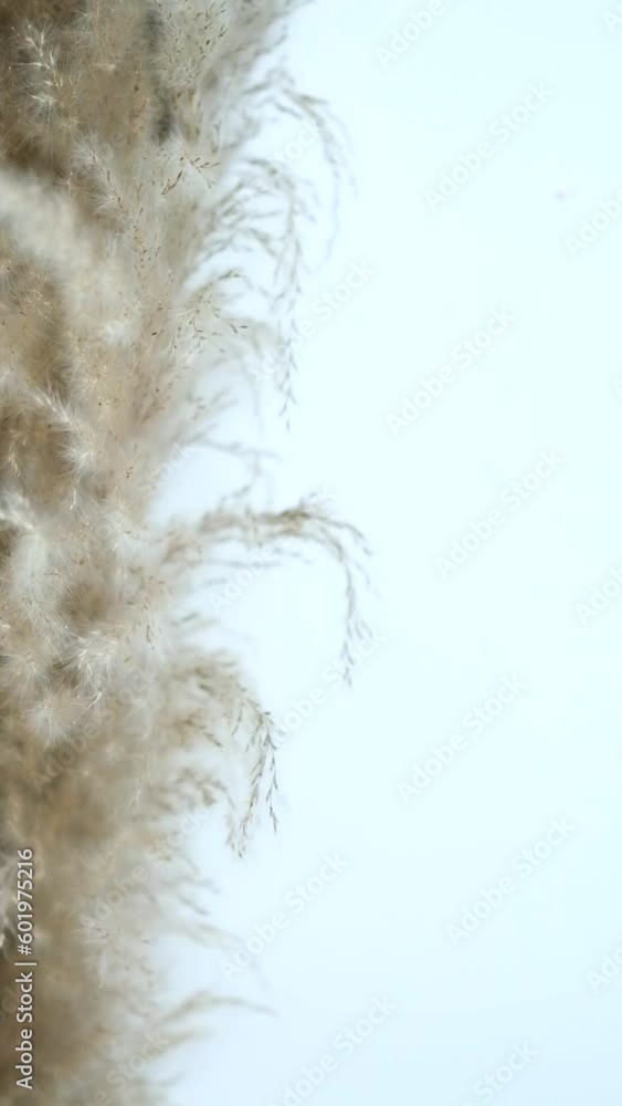 Pampas grass swaying by wind. Close-up fluffy branches. Neutral background with copy space. Vertical orientation. Pampas grass swaying by wind. Close-up fluffy branches. Neutral background with copy space. Vertical orientation.
