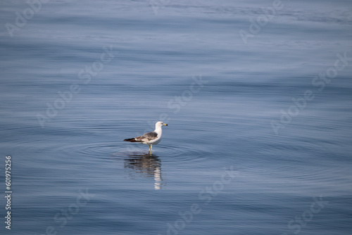 seagull perched on sea flotsam