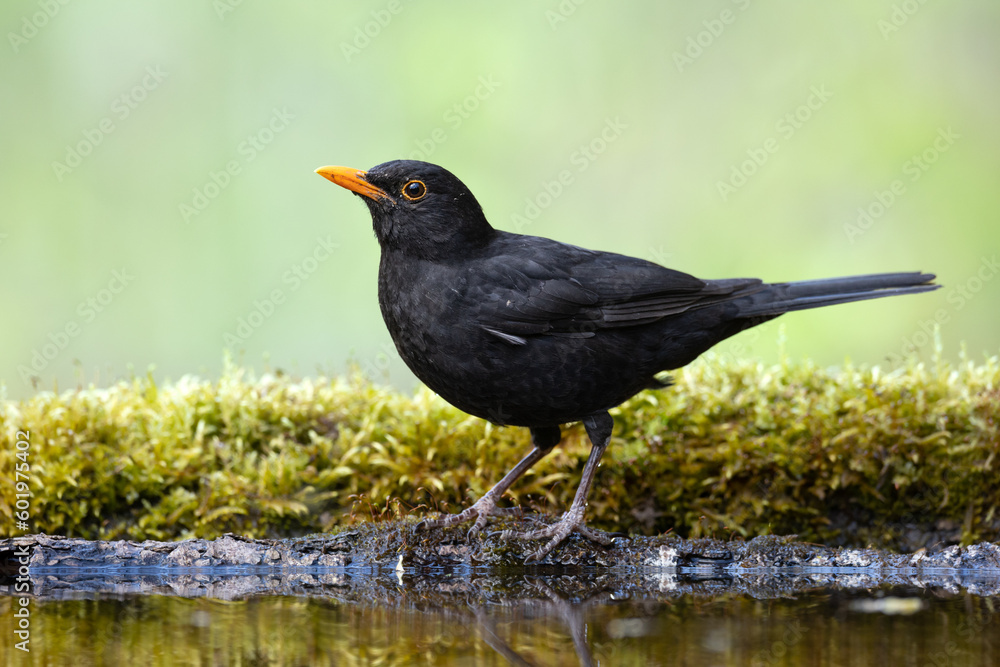 male Blackbird Turdus merula on the forest puddle amazing warm light sunset sundown male Blackbird Turdus merula on the forest puddle amazing warm light sunset sundown