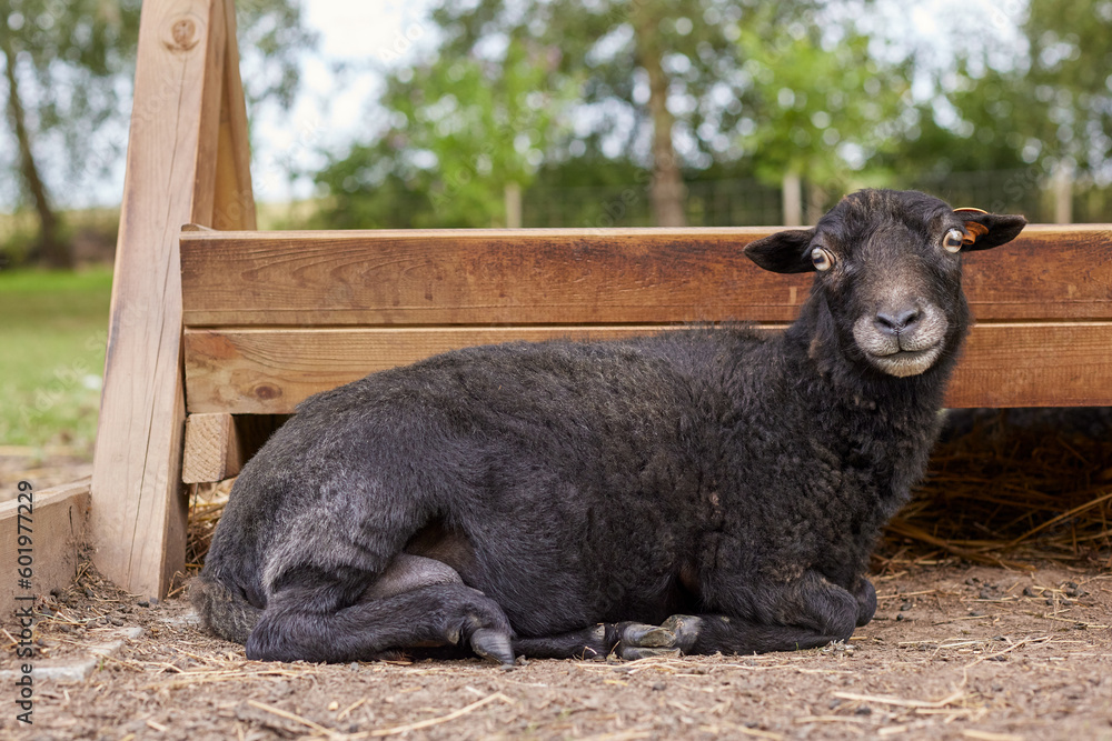 Fototapeta premium Freshly fleeced female ouessant ewe before feeder