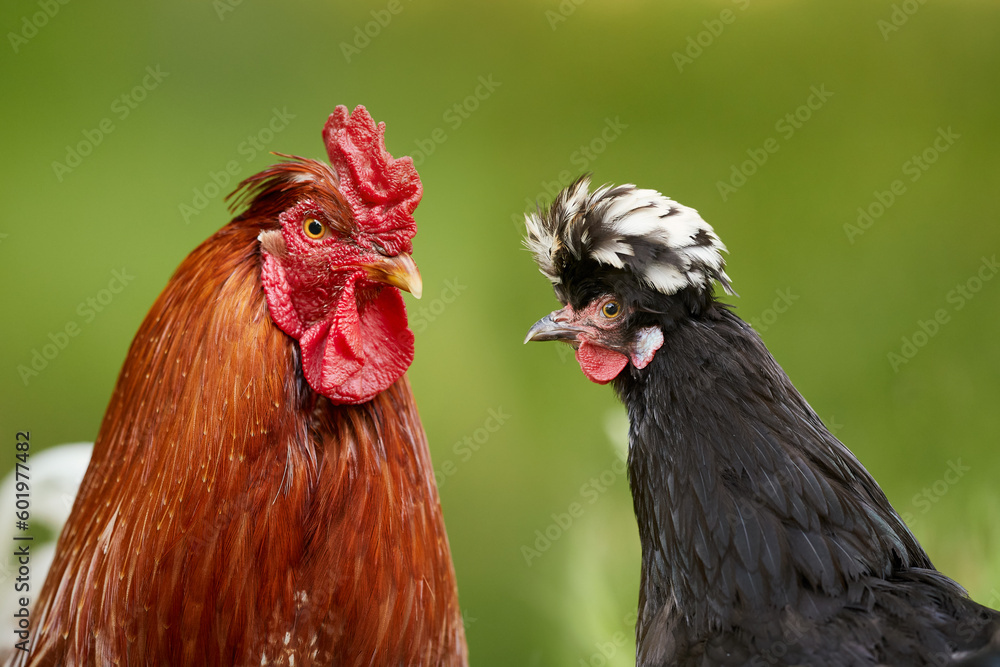 Double portrait of red rooster and black Poland chick isolated on blurred background