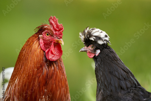 Double portrait of red rooster and black Poland chick isolated on blurred background