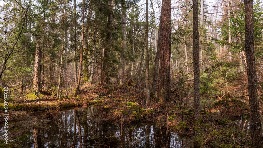 Swapy forest stand with broken trees