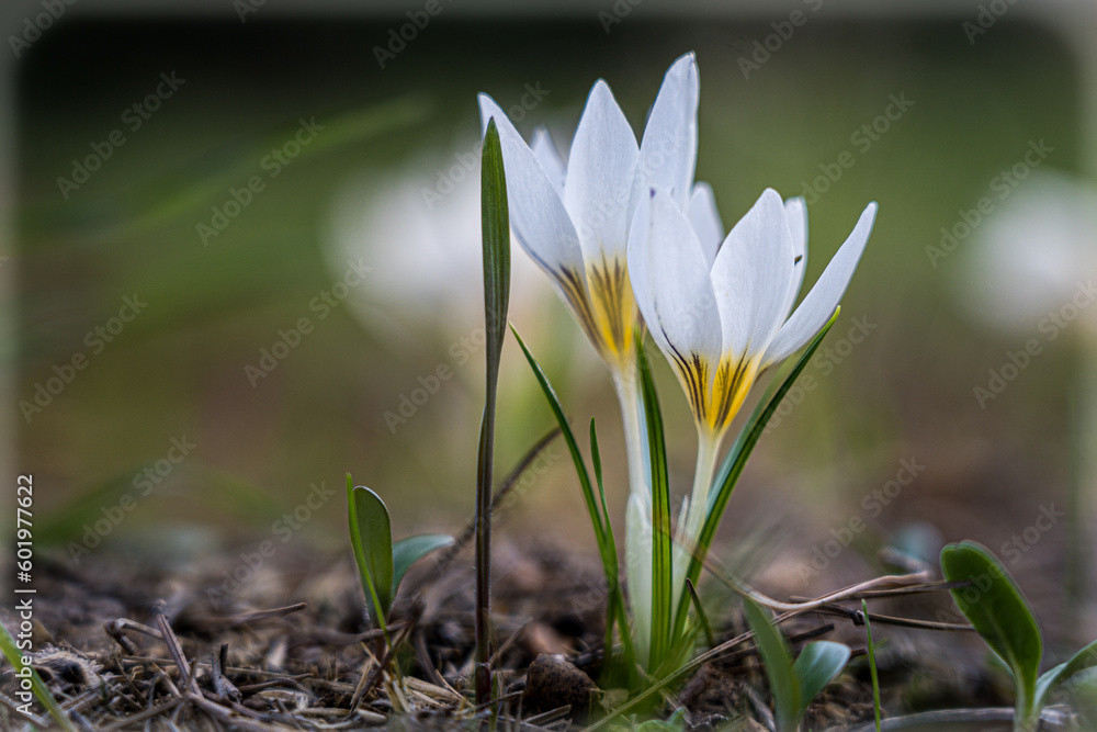 spring crocus flowers against natural greenery and blurred background, closeup view, lower point of view spring crocus flowers against natural greenery and blurred background, closeup view, lower point of view