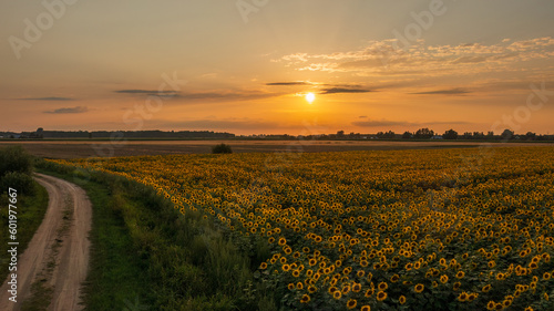 Sunflower field in summertime sunset light