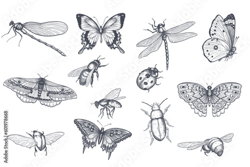 big set of insects bugs beetles and bees, fleas many species in vintage old hand drawn style engraved illustration woodcut animals.