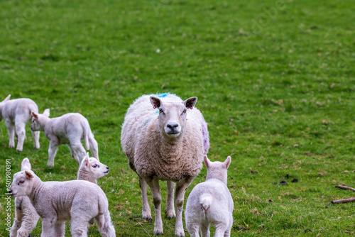 Cheviot ewe (mother sheep) surrounded by newborn lambs on green grass, shot in Comrie Strathearn Perthshire Scotland in spring. photo