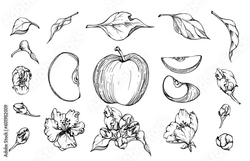 Hand drawn ink composition with apple blossom, fruit slices, green leaves, white and pink flowers. Isolated object on white background. Design for wall art, wedding, print, fabric, cover, card.