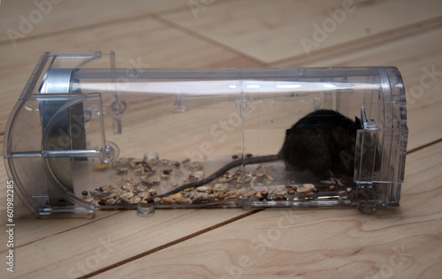Maus in einer Lebendfalle photo