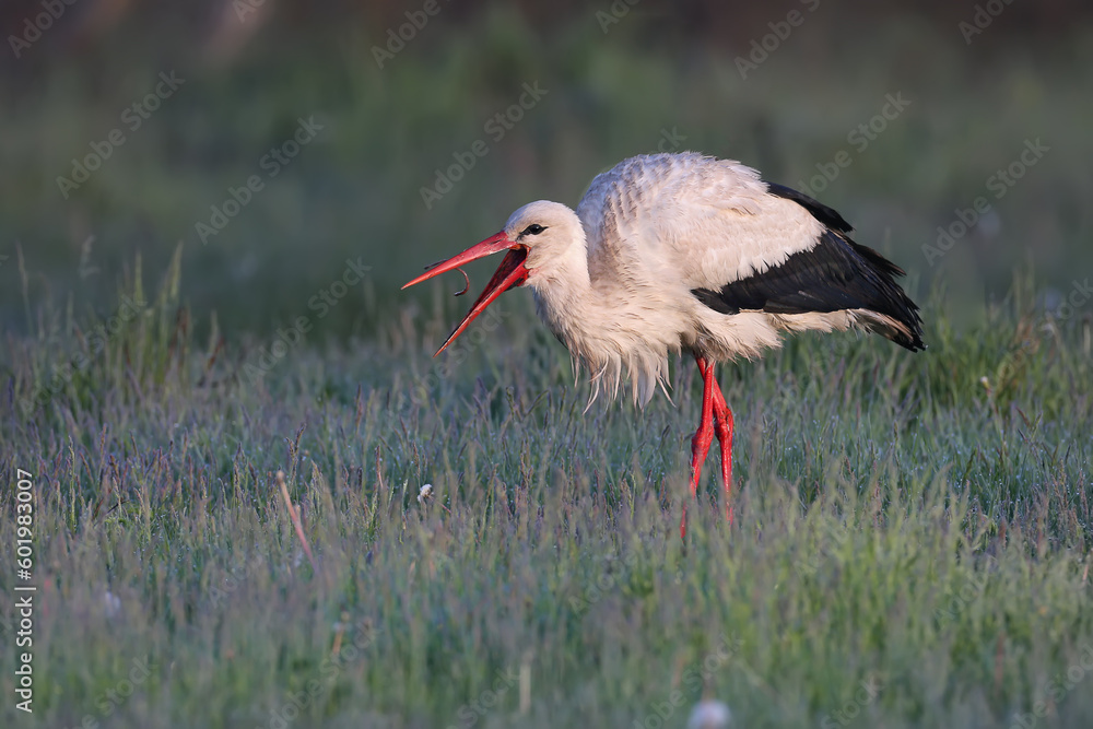 Naklejka premium A male and female white stork is filmed in misty morning light on green grass. Birds collect large earthworms from the ground and deftly eat them.