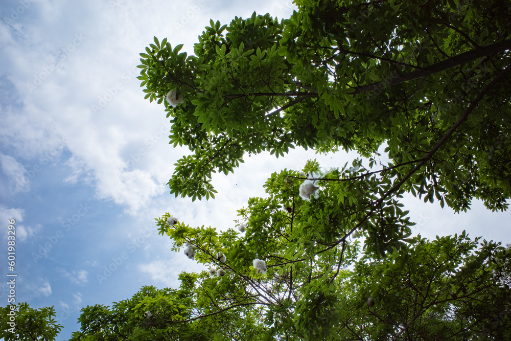 Fototapeta premium トックリキワタの木に実る綿毛と青空