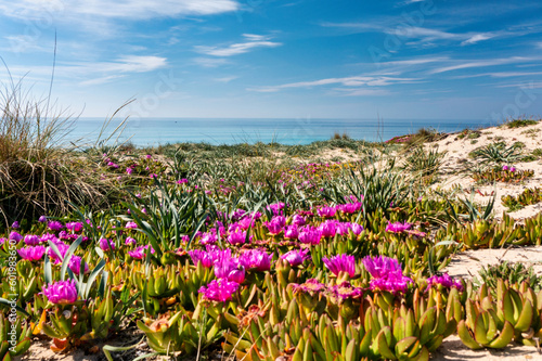 marina di lizzano, spiaggia con i fiori in primavera e il cielo blu - salento, puglia, taranto, italy photo