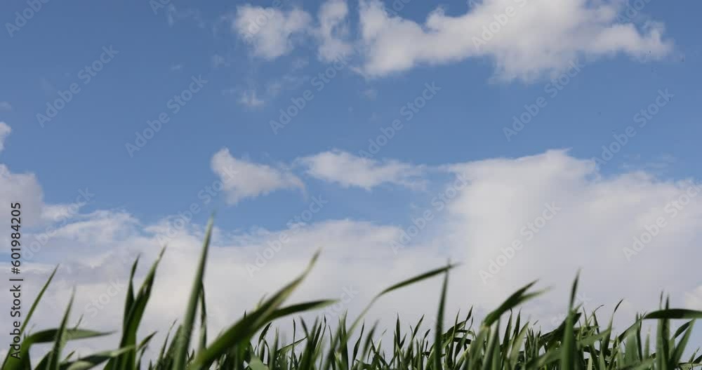 Green Wheat Fields, Auvers Green wheat field. Road in a green field of wheat. Traces of agricultural transport on the grass on a sunny day Green Wheat Fields, Auvers Green wheat field. Road in a green field of wheat. Traces of agricultural transport on the grass on a sunny day