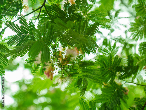 Albizia julibrissin