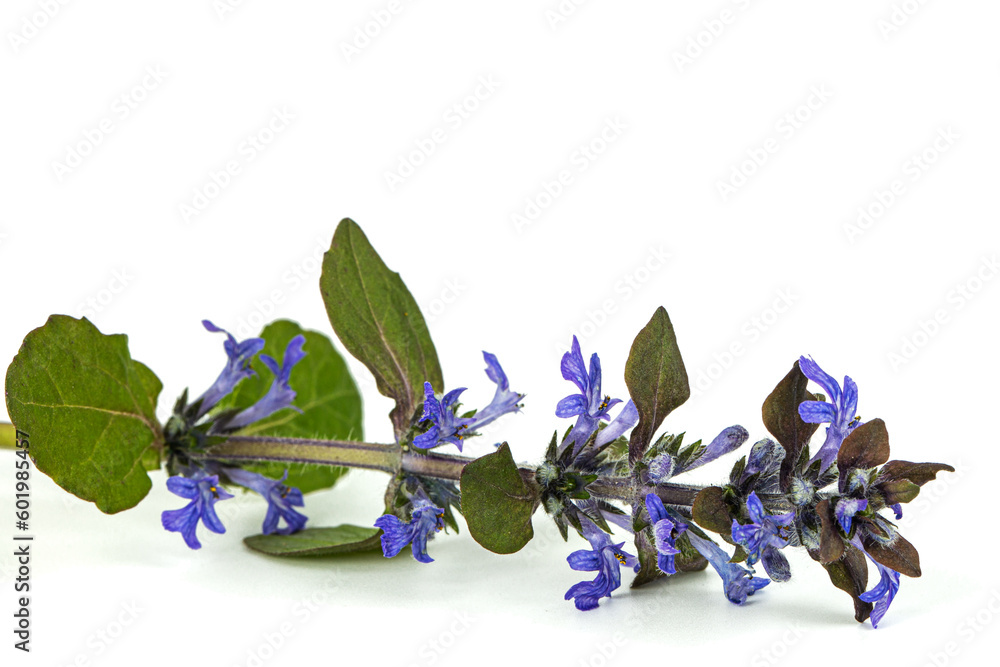Ajuga reptans plant. Also known as common or blue bugle, bugleherb ...