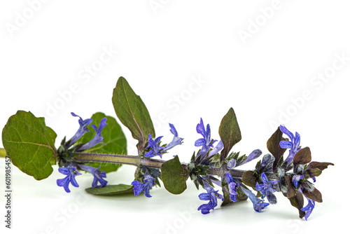 Ajuga reptans plant. Also known as common or blue bugle, bugleherb, bugleweed, carpetweed, carpet bugleweed. Isolated on white background.