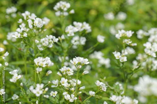 Large bitter-cress (Cardamine amara) in bloom. Contains Vitamin C and has a spicy taste.