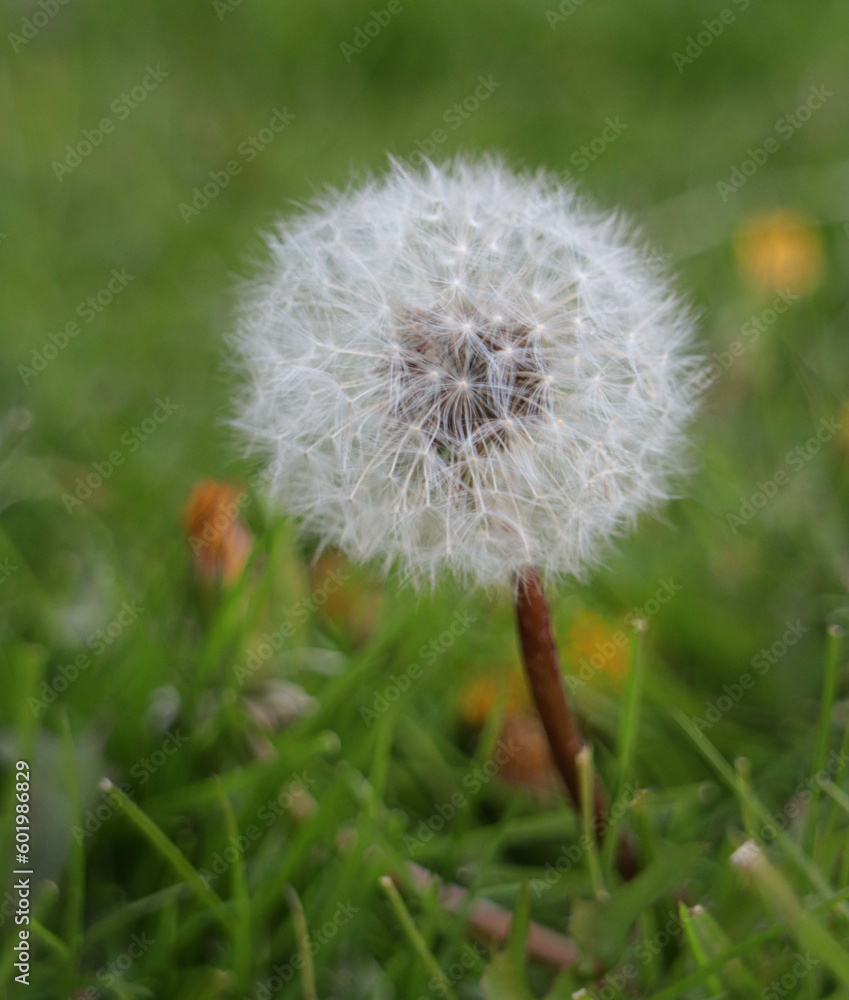 Fototapeta premium dandelion in the grass
