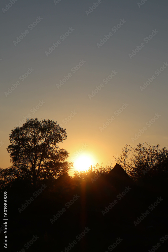 sunset in the forest