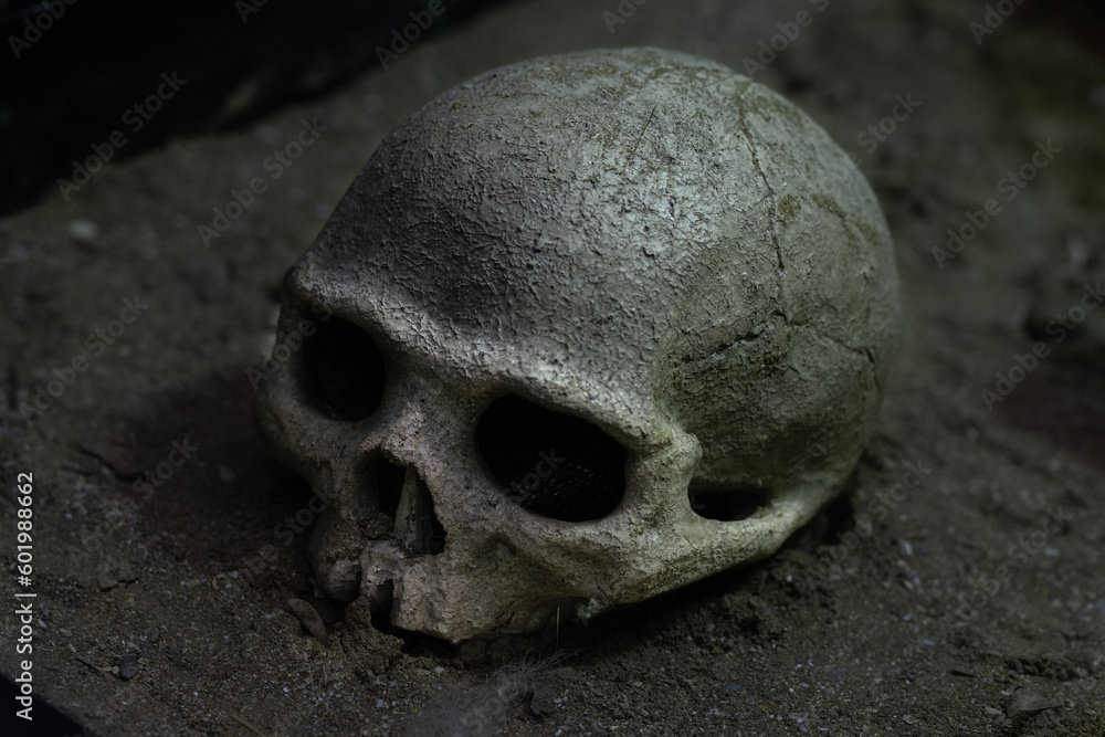wild animal skull skeleton wild animal skull skeleton