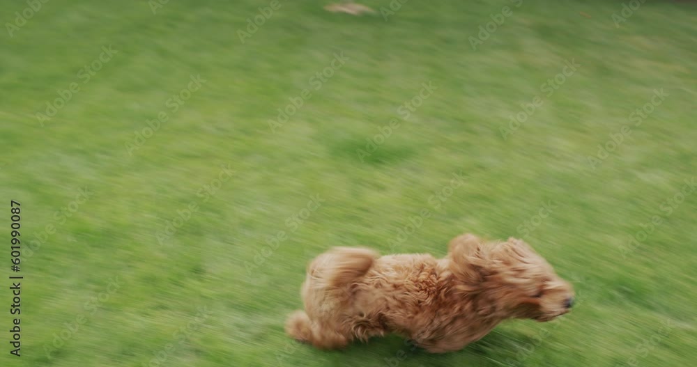 Happy dog with long hair runs along the green grass. Slow motion video. Happy dog with long hair runs along the green grass. Slow motion video.