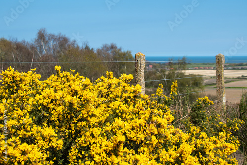 Yellow gorse at Kelling Heath in North Norfolk, UK, with views of the coast and sea. Close to the North Norfolk Railway line. Sunny, warm weather