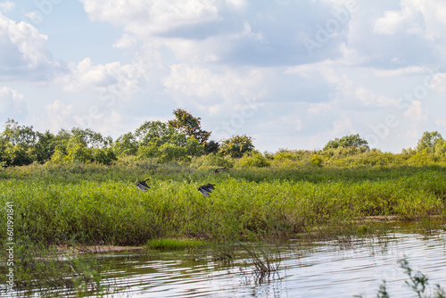 Water meadow and water bushes (it's like northern mangrove swamps), osier bed. Lake imlmen. The lake level rises by 5-10 meters in spring, but summer steady low water level photo