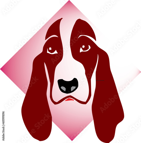 Il mio cane
