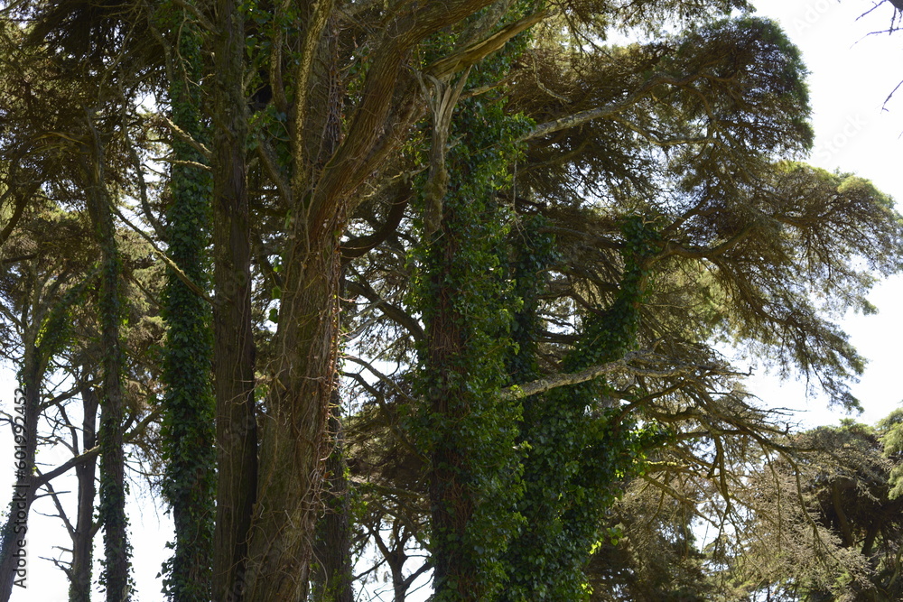 Obraz premium trees in the forest