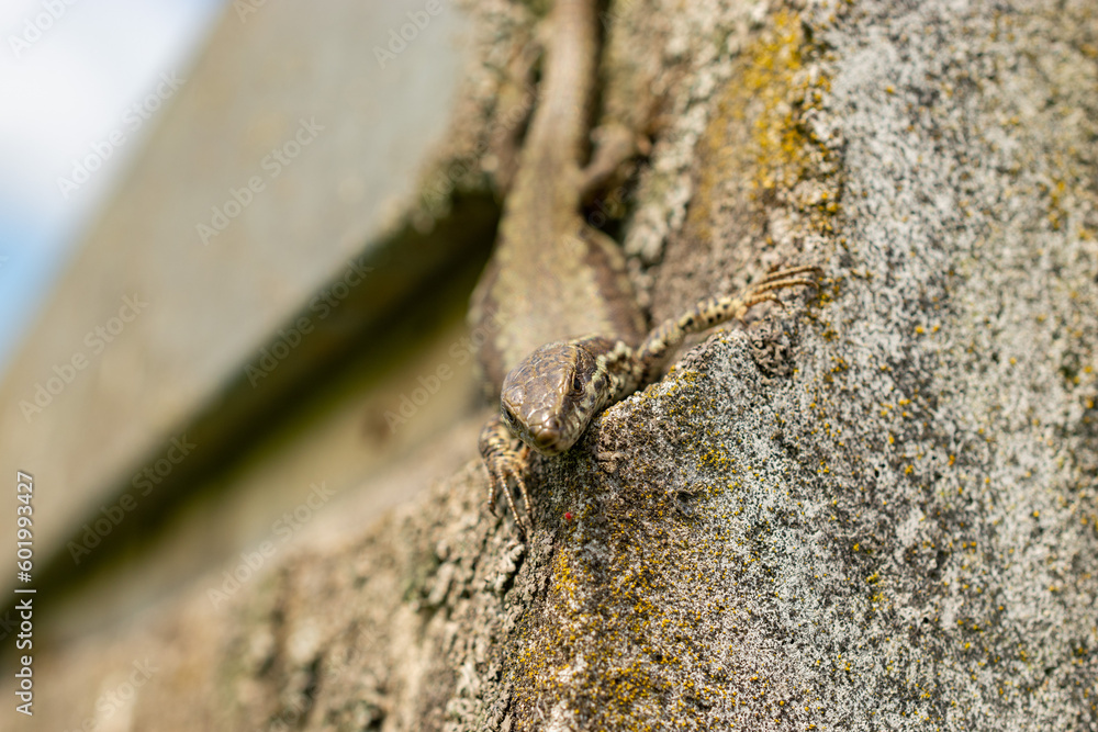 Lizard on a rock in Zurich in Switzerland Lizard on a rock in Zurich in Switzerland