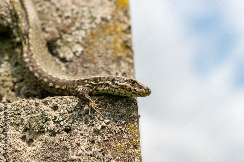 Lizard on a rock in Zurich in Switzerland Lizard on a rock in Zurich in Switzerland