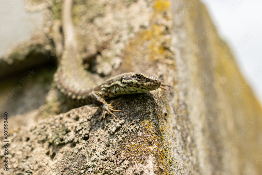Lizard on a rock in Zurich in Switzerland