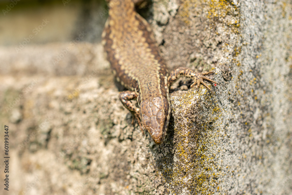 Lizard on a rock in Zurich in Switzerland Lizard on a rock in Zurich in Switzerland