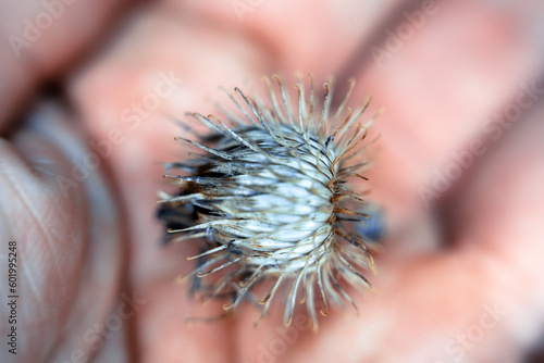 Burdock fruit box (cuckold dock (Arctium lappa)). Hooks stick out and cling to animal hair and human clothing. - this is how seeds are propagated (semination). Macro photo