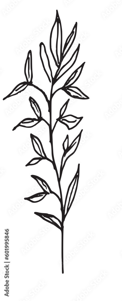 Botanical Organic Hand drawn Illustration Botanical Organic Hand drawn Illustration