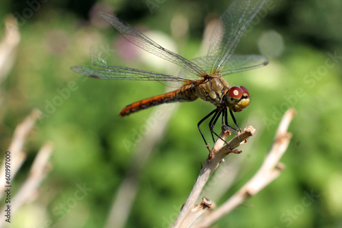 Dragonfly on the branch in macro view