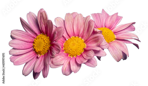 Three daisies with pink petals isolated