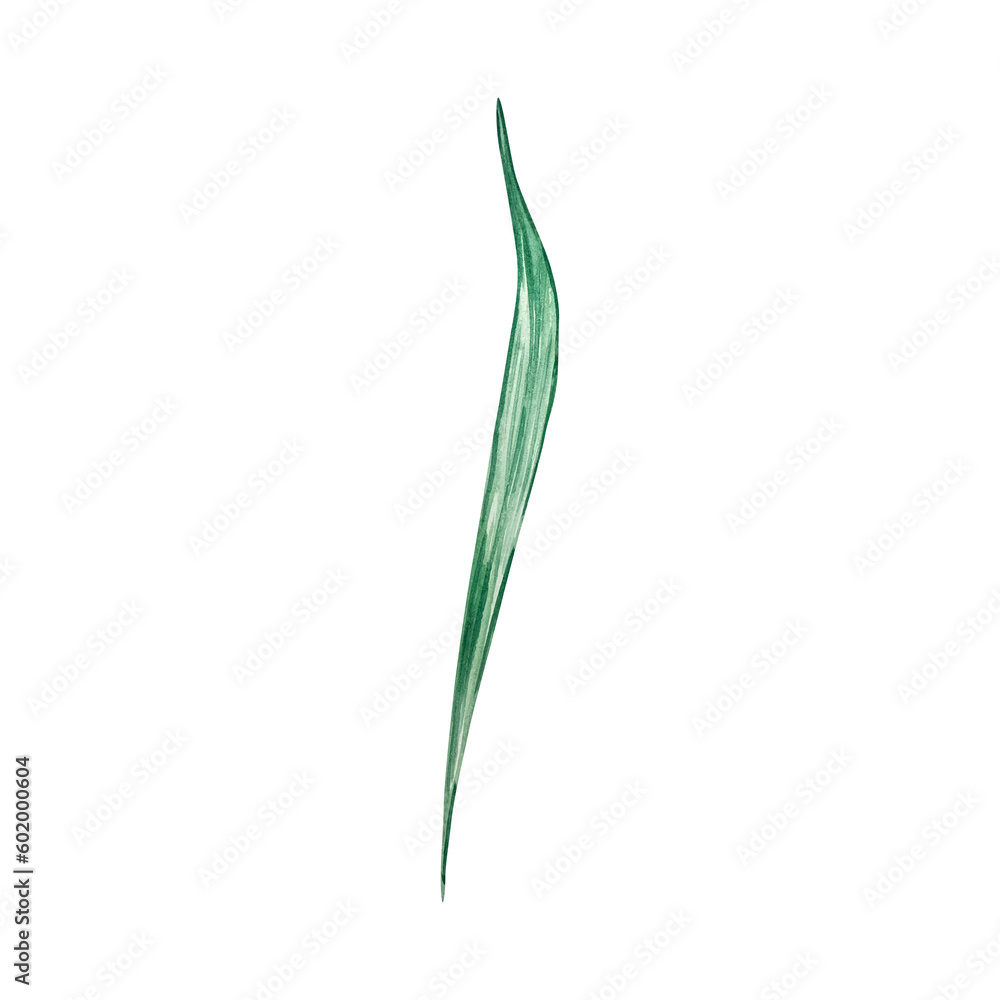 Watercolor daffodil leaf, March birth month flower Watercolor daffodil leaf, March birth month flower
