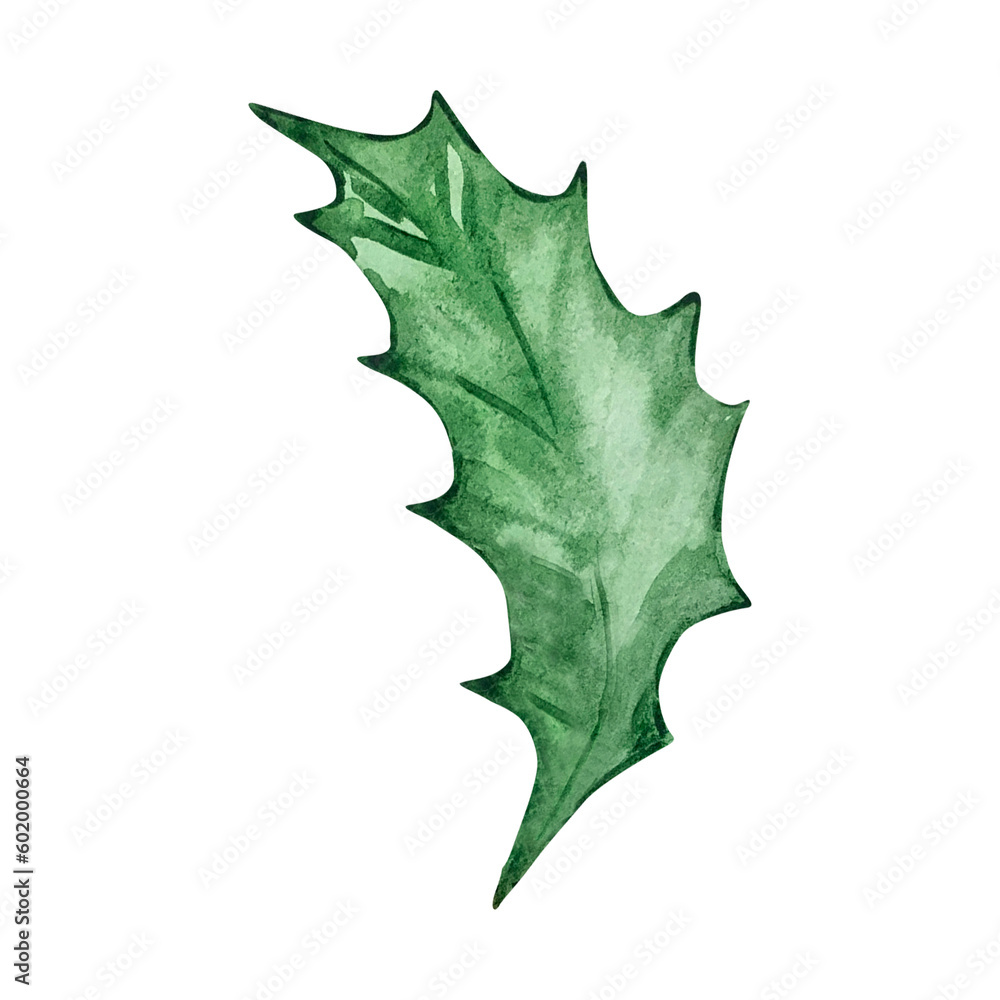 Fototapeta premium Watercolor holly berry leaf, December month birth flower