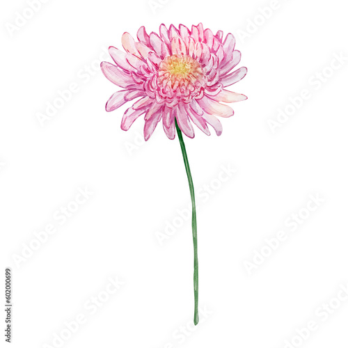 Watercolor pink chrysanthemum  november birth month flower