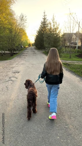  Rear view of a funny spaniel walking with the owner, a cute dog runs along the road in the summer in the city, the owner of the dog leads him on a leash down the street