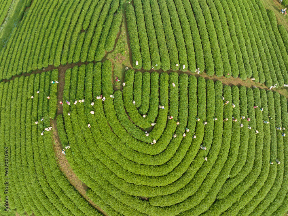 Fototapeta premium Tea plantation with workers picking tea leaf in Moc Chau, Son La, Vietnam