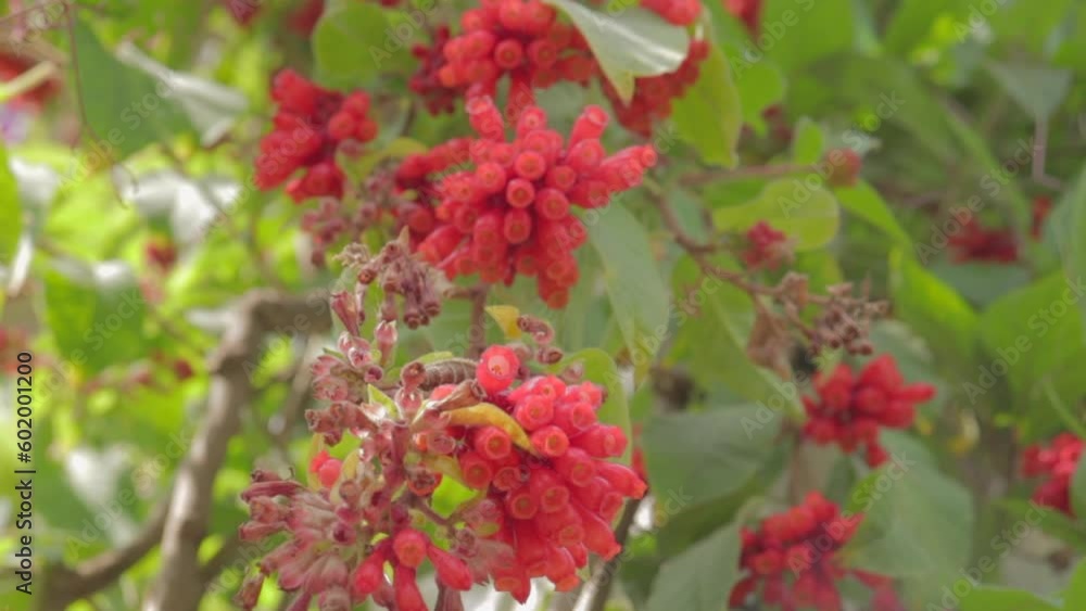 A Group Of Red Flowers blooming in Spring With Blurred Background A Group Of Red Flowers blooming in Spring With Blurred Background