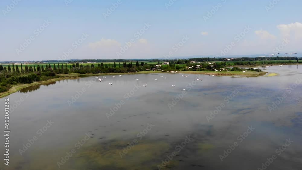 A large group of wild flamingos flying by in Grado, Italy. A large group of wild flamingos flying by in Grado, Italy.