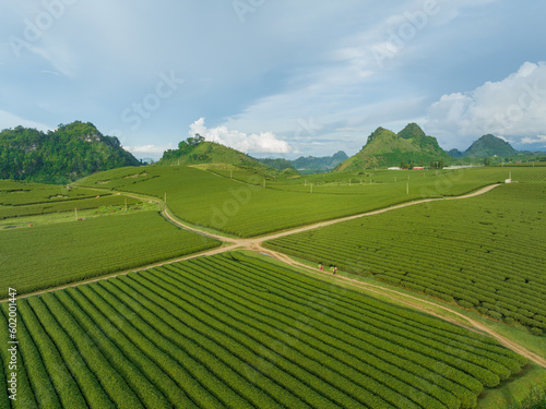 Tea plantation in Moc Chau  Son La  Vietnam