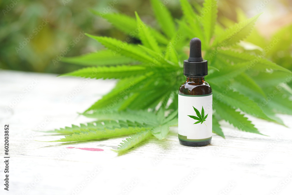 Cannabis herb and leaves for treatment , extract, oil. Selective focus. nature Cannabis herb and leaves for treatment , extract, oil. Selective focus. nature