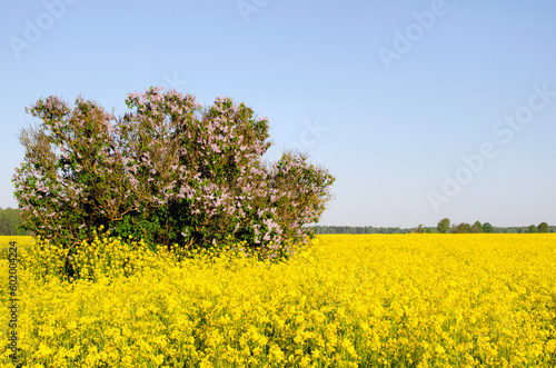 Rapeseed yellow field and lilac bush. Spring flowering tree on a background with yellow rapeseed. Landscape with yellow canola plants and tree. Field of rape, canola, Brassica napus with tree.