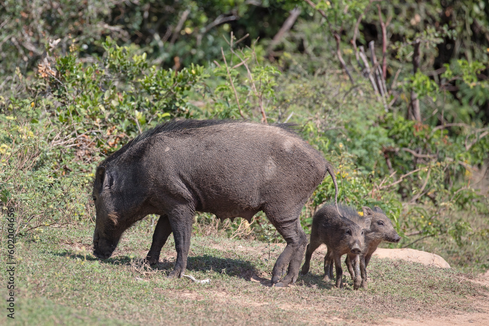 A wild boar and her piglets walking through the jungle scrummaging for food. A wild boar and her piglets walking through the jungle scrummaging for food.