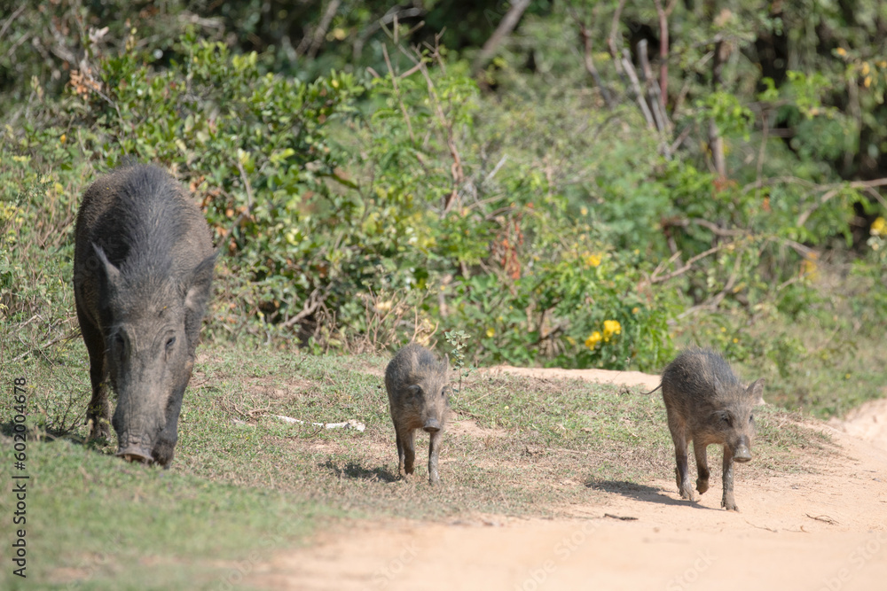 A wild boar and her piglets walking through the jungle scrummaging for food. A wild boar and her piglets walking through the jungle scrummaging for food.